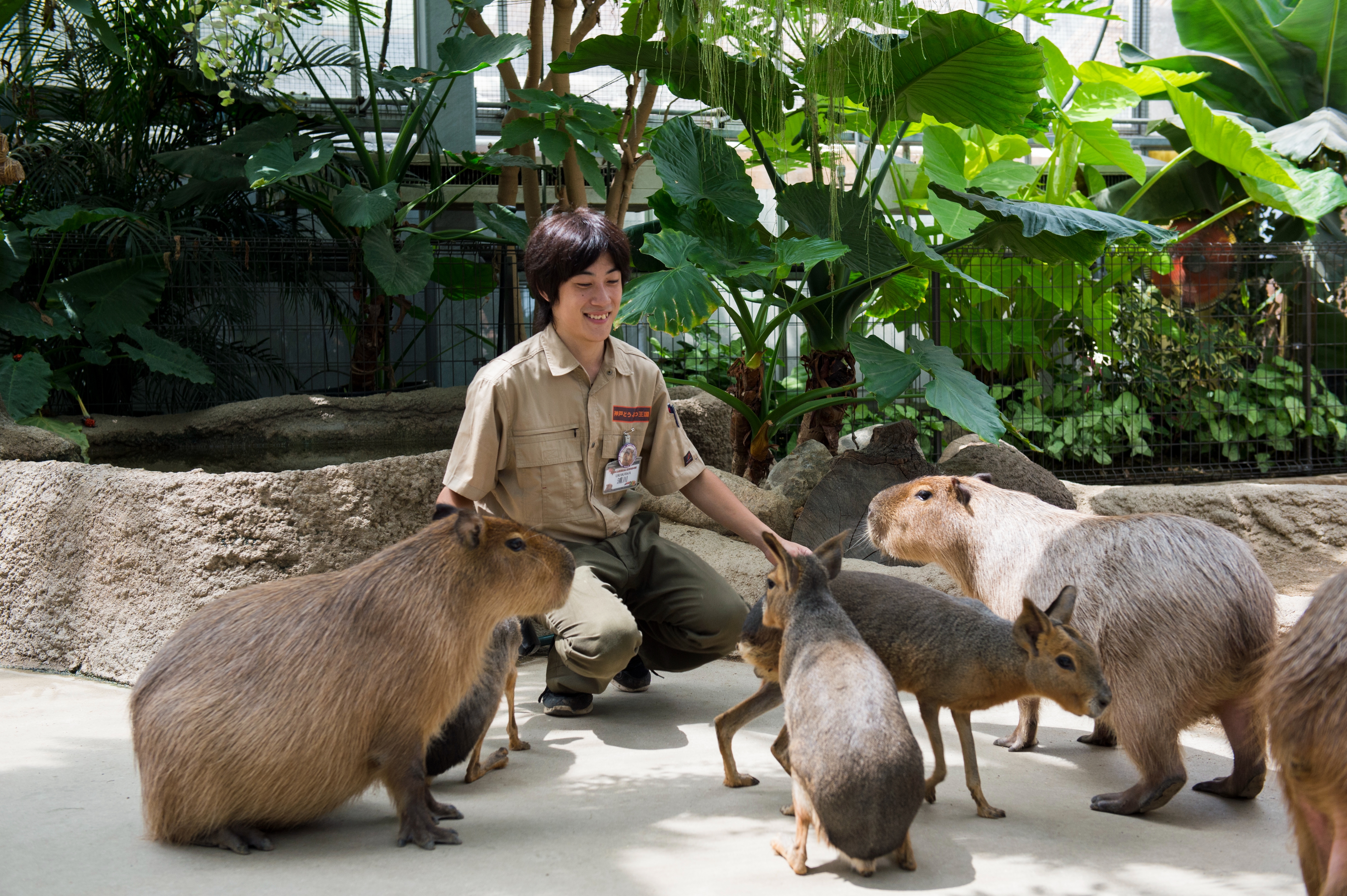 神戸どうぶつ王国でスタッフが動物に囲まれている